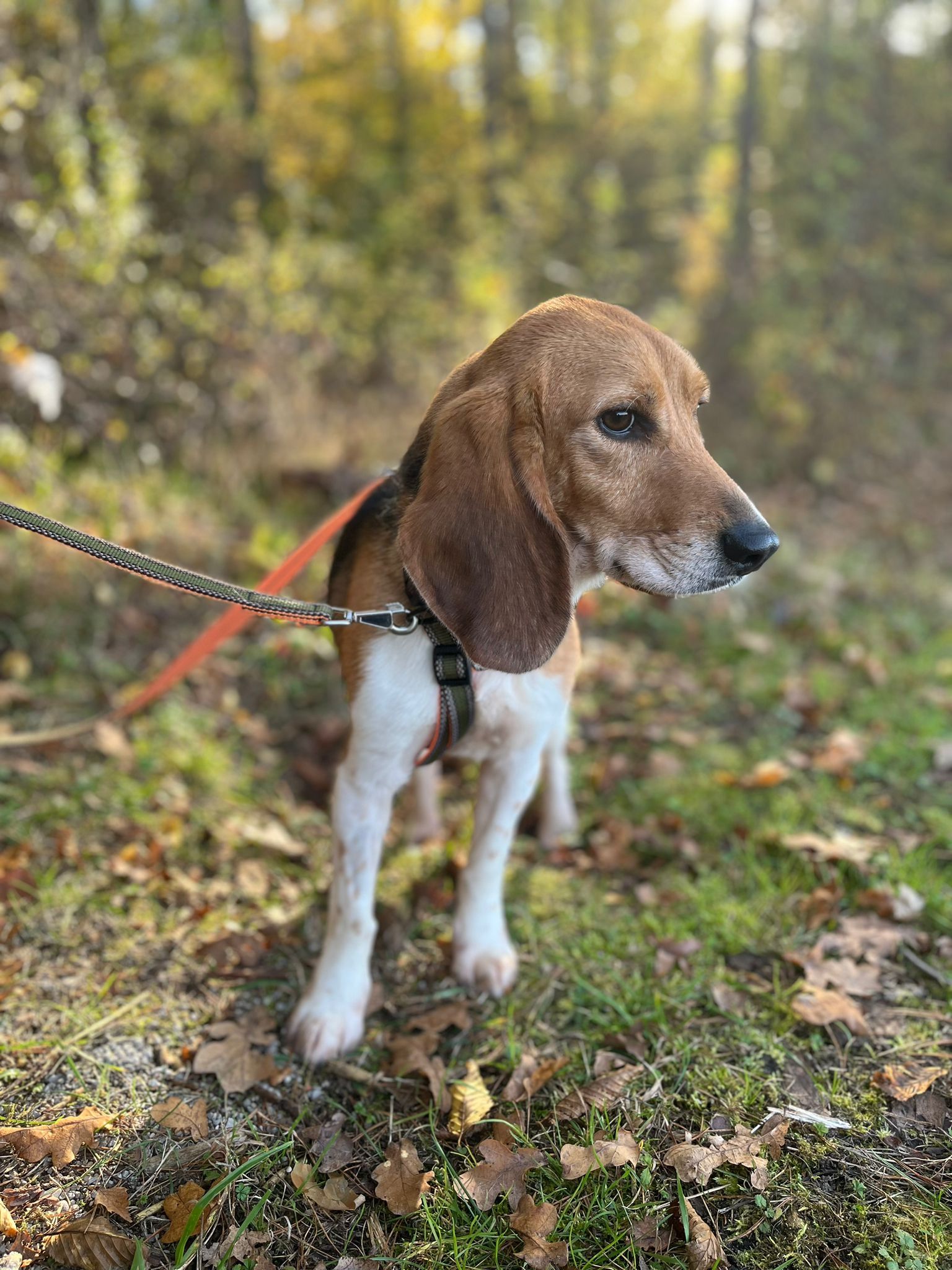 Benji ehem. Roger, Rüde, 4 Jahre