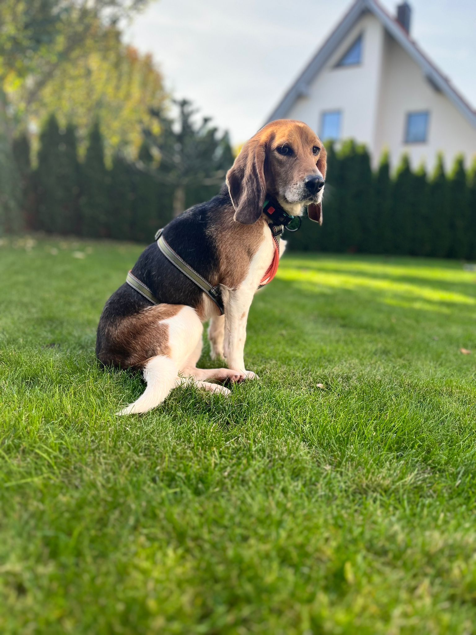 Benji ehem. Roger, Rüde, 4 Jahre