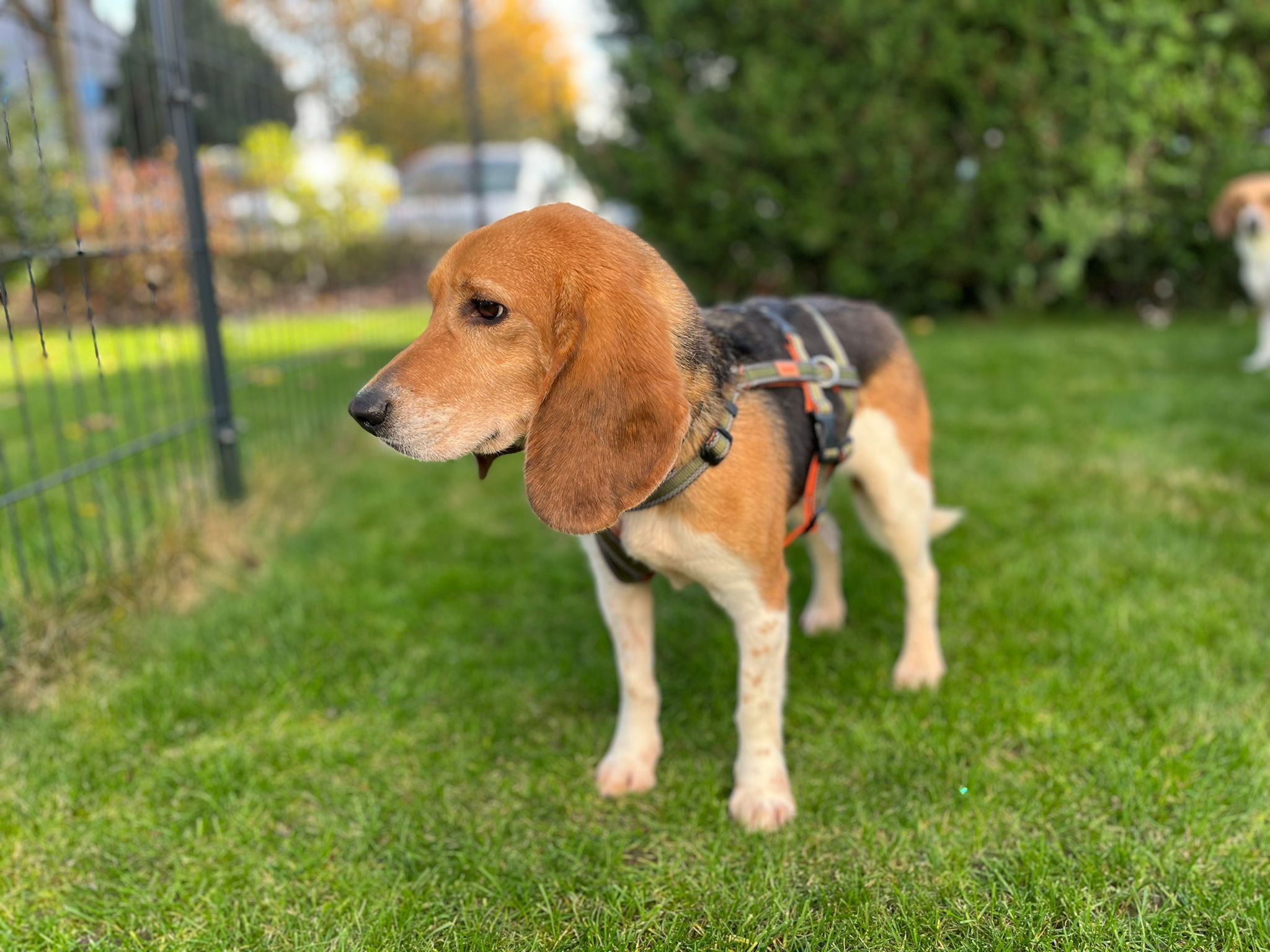 Benji ehem. Roger, Rüde, 4 Jahre