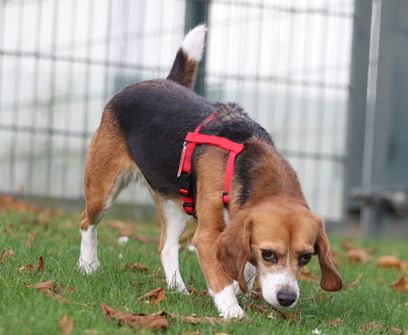 Madison, Hündin, 3 Jahre