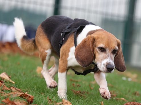 Johnny, Rüde, 4 Jahre