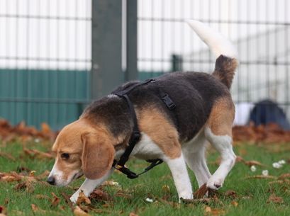 Egbert, Rüde, 4 Jahre
