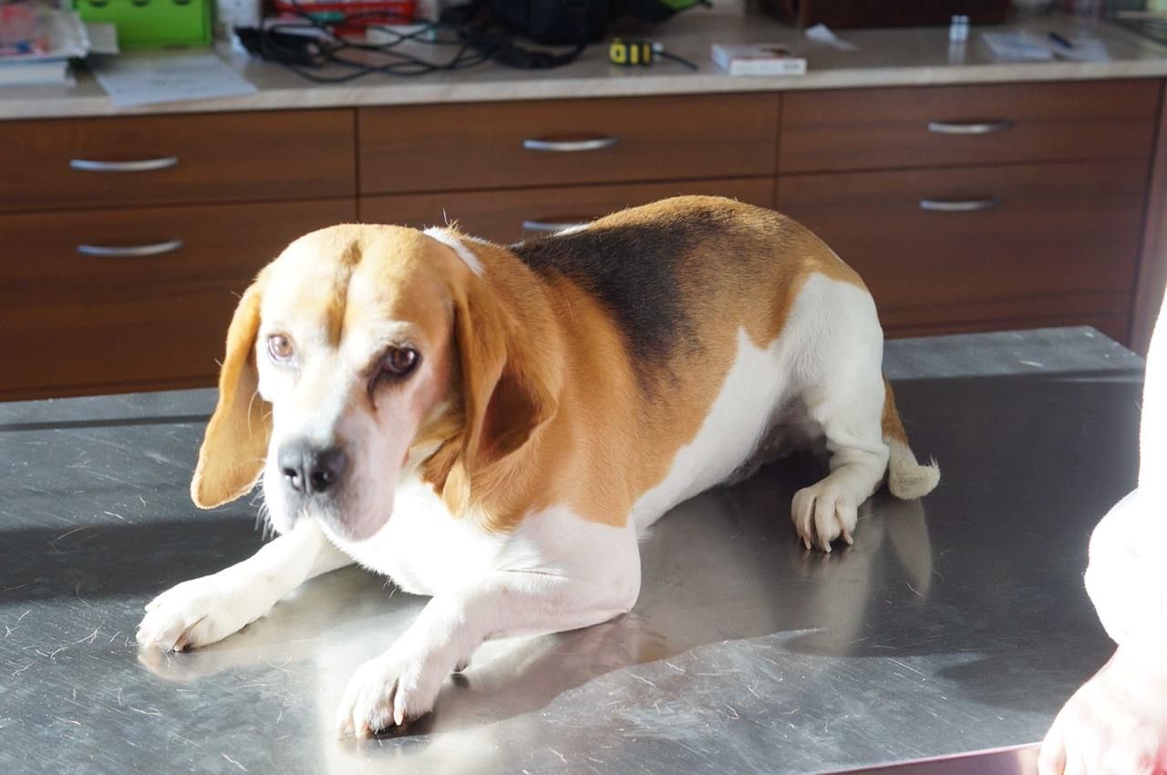 Murphy ehem. Bongo (SK), Rüde, 4 Jahre