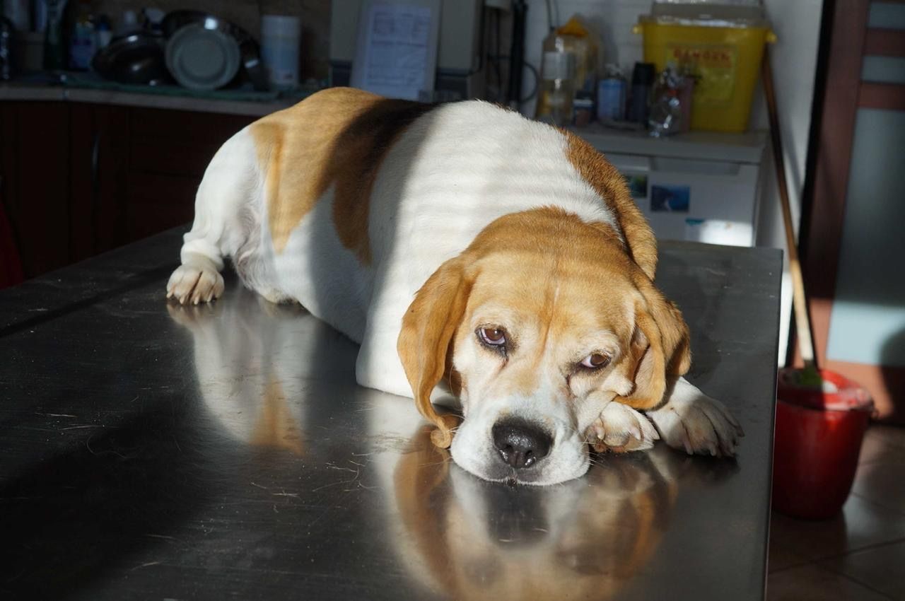 Murphy ehem. Bongo (SK), Rüde, 4 Jahre