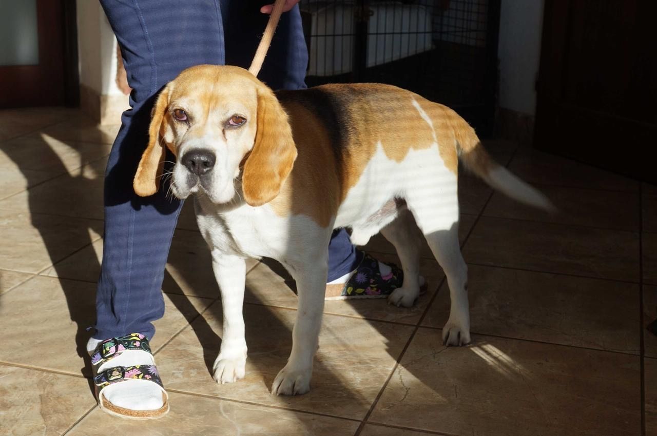 Murphy ehem. Bongo (SK), Rüde, 4 Jahre