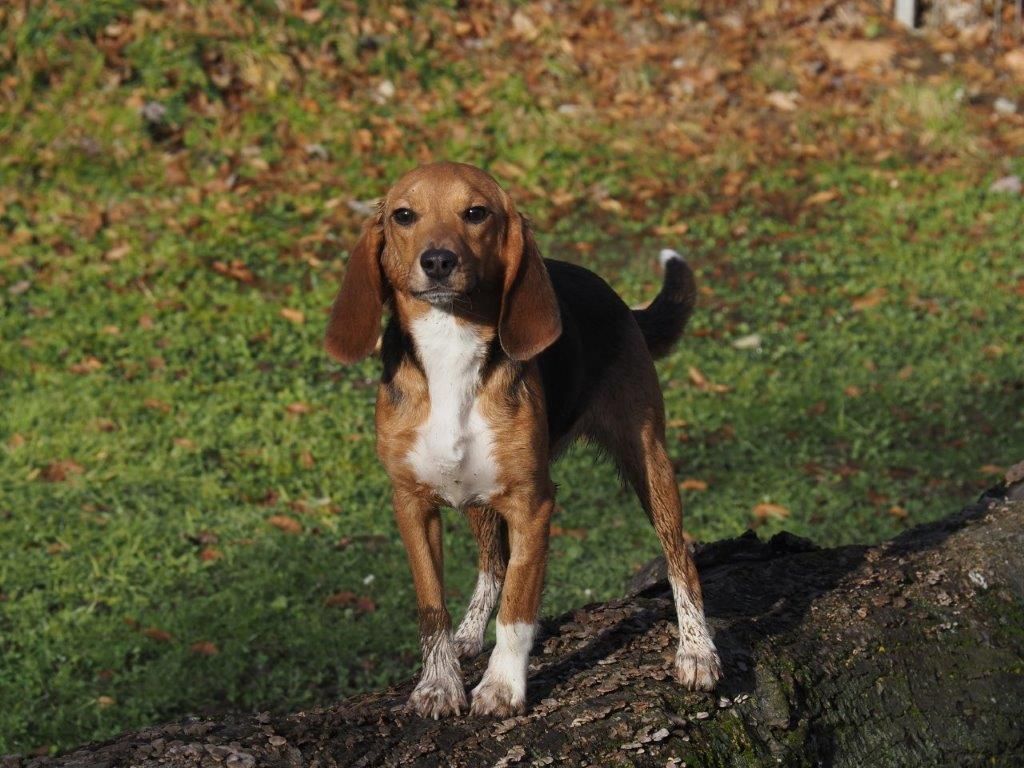 Leni, Hündin, 11 Monate