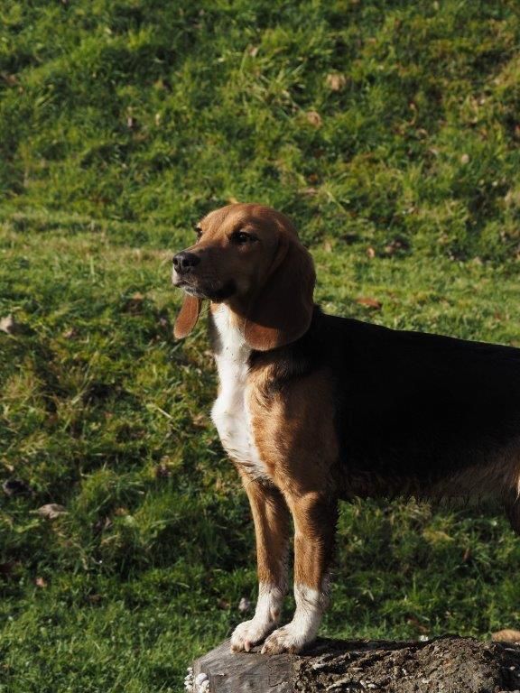 Leni, Hündin, 11 Monate