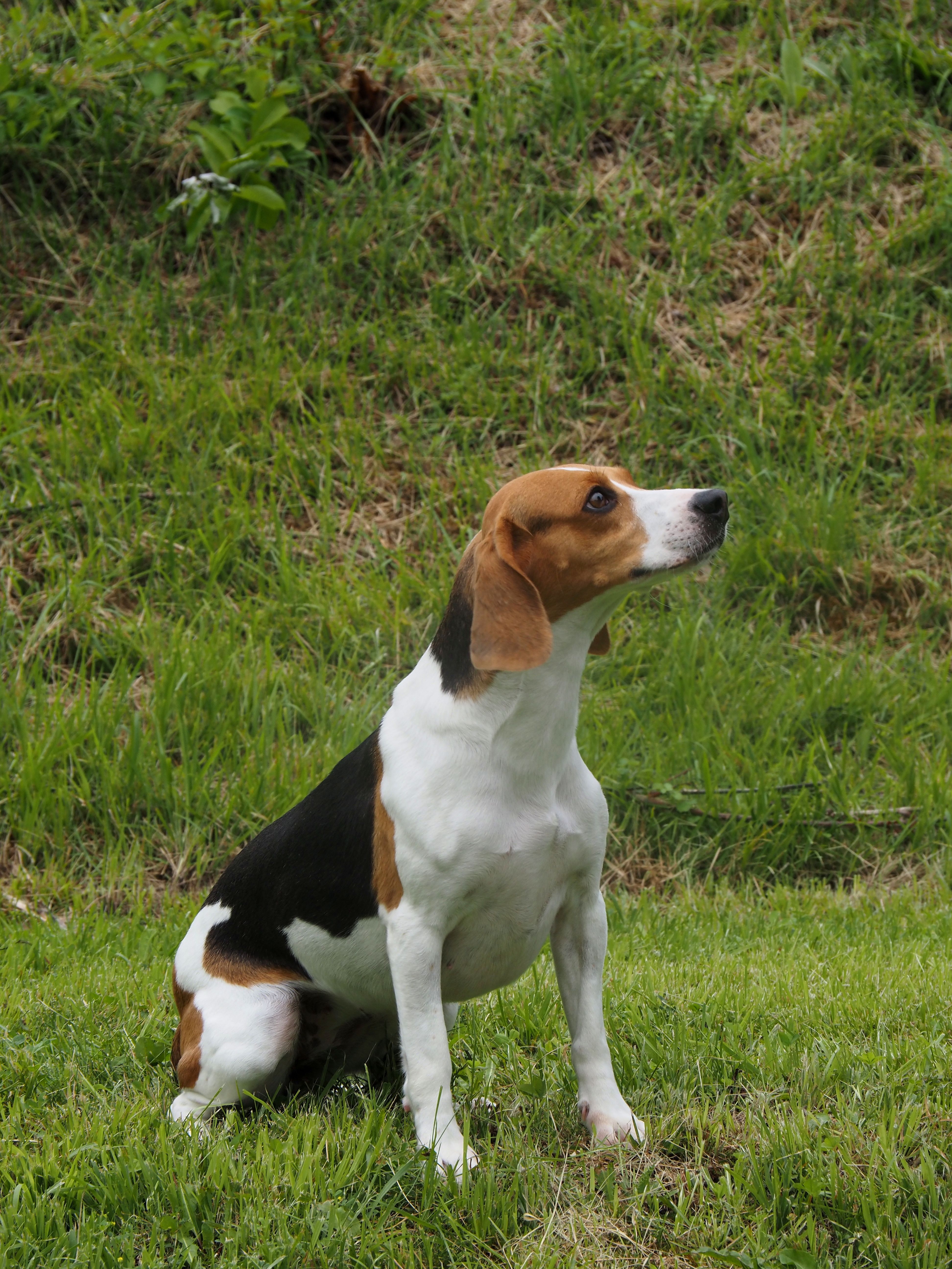 Fanny ehem. Amira, Hündin, 4 Jahre