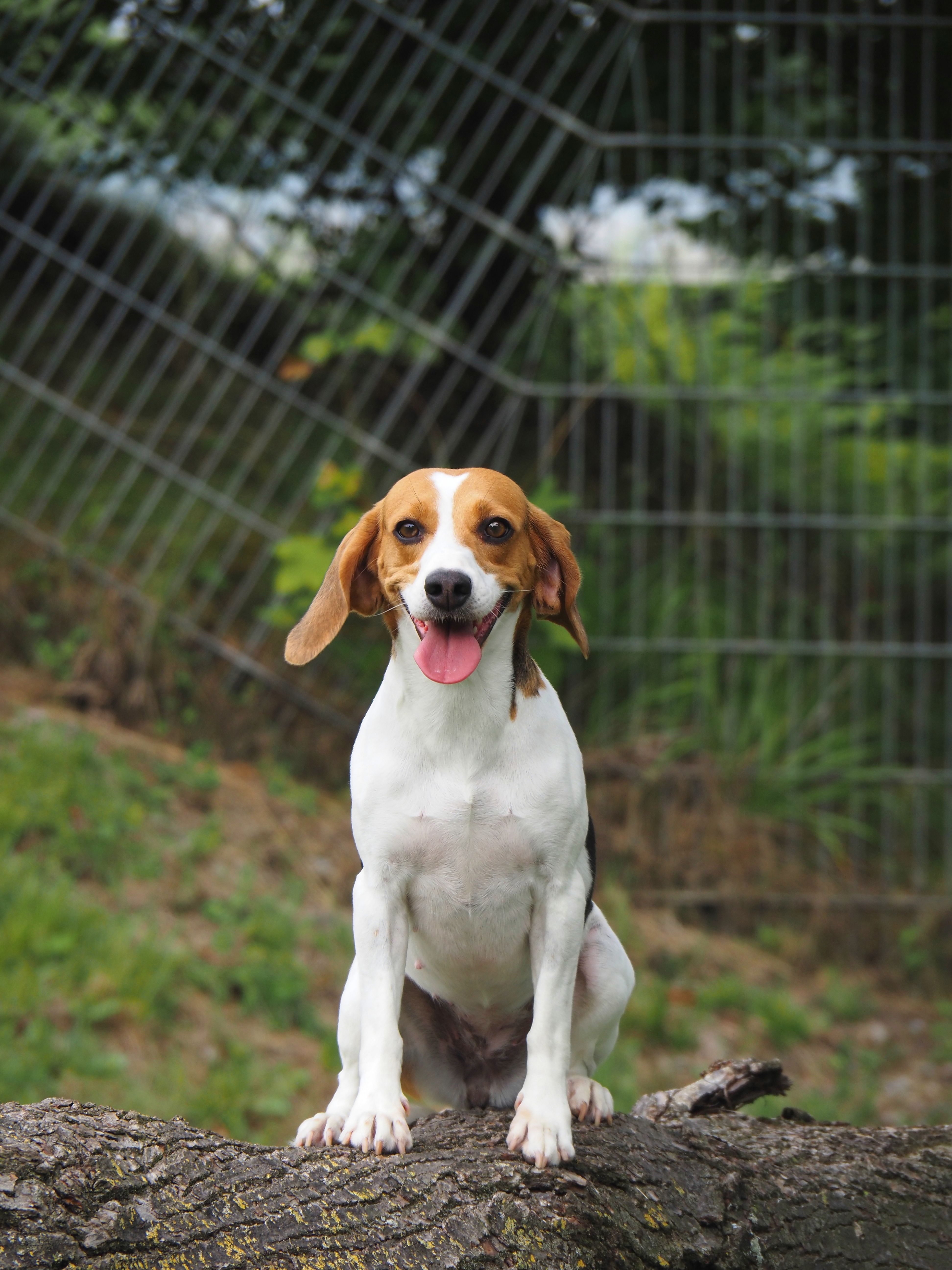 Fanny ehem. Amira, Hündin, 4 Jahre