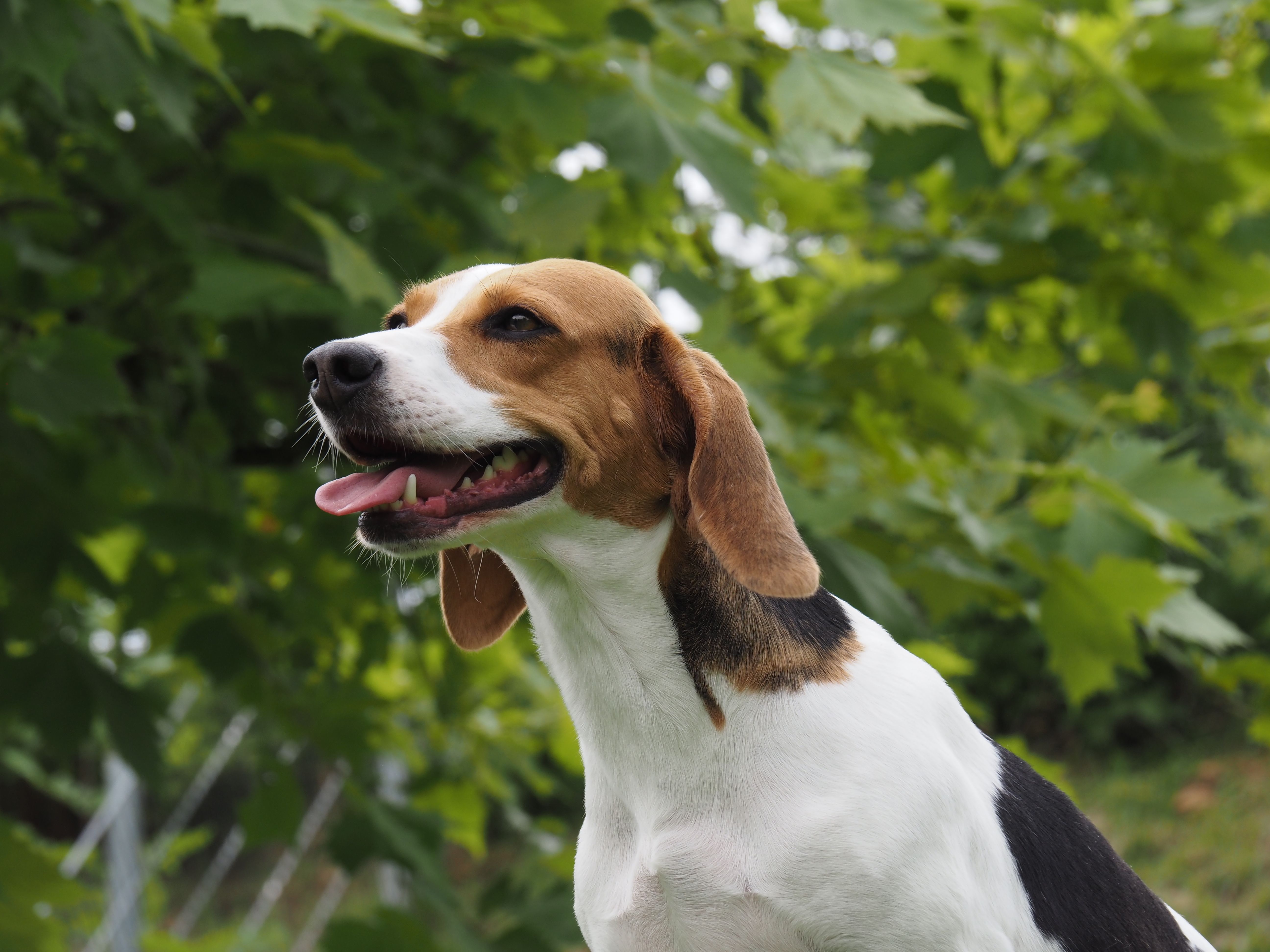 Fanny ehem. Amira, Hündin, 4 Jahre