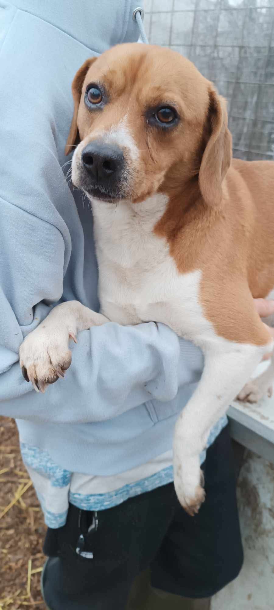 Lani ehem. Lio (HU), Rüde, 3 Jahre