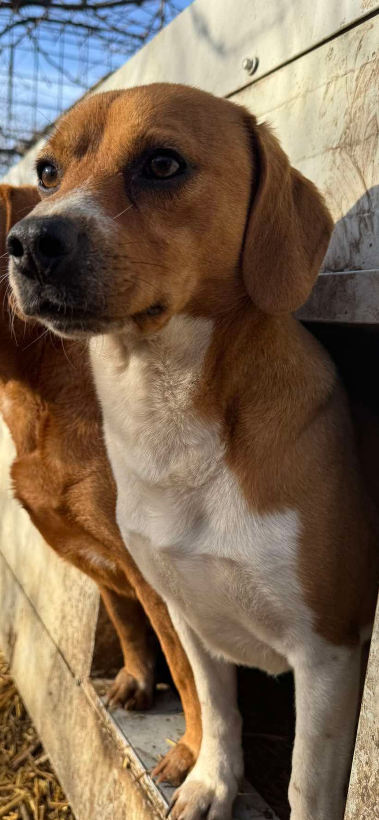 Lani ehem. Lio (HU), Rüde, 3 Jahre