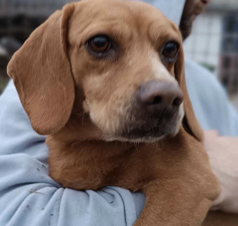 Luisa (HU), Hündin, 7 Jahre