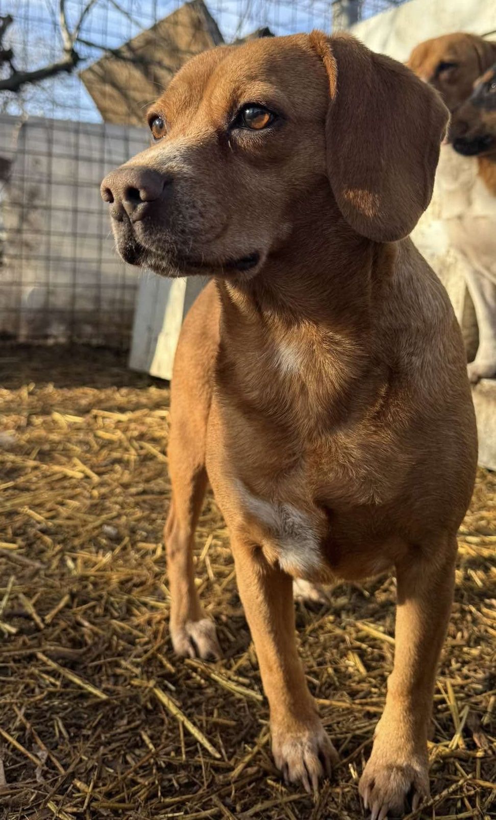 Luisa (HU), Hündin, 7 Jahre