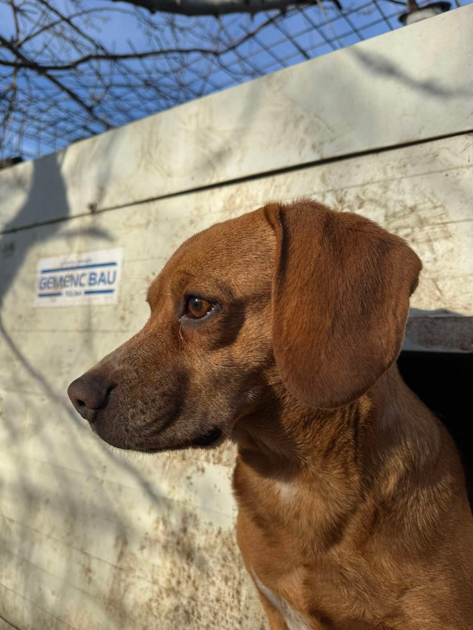 Luisa (HU), Hündin, 7 Jahre