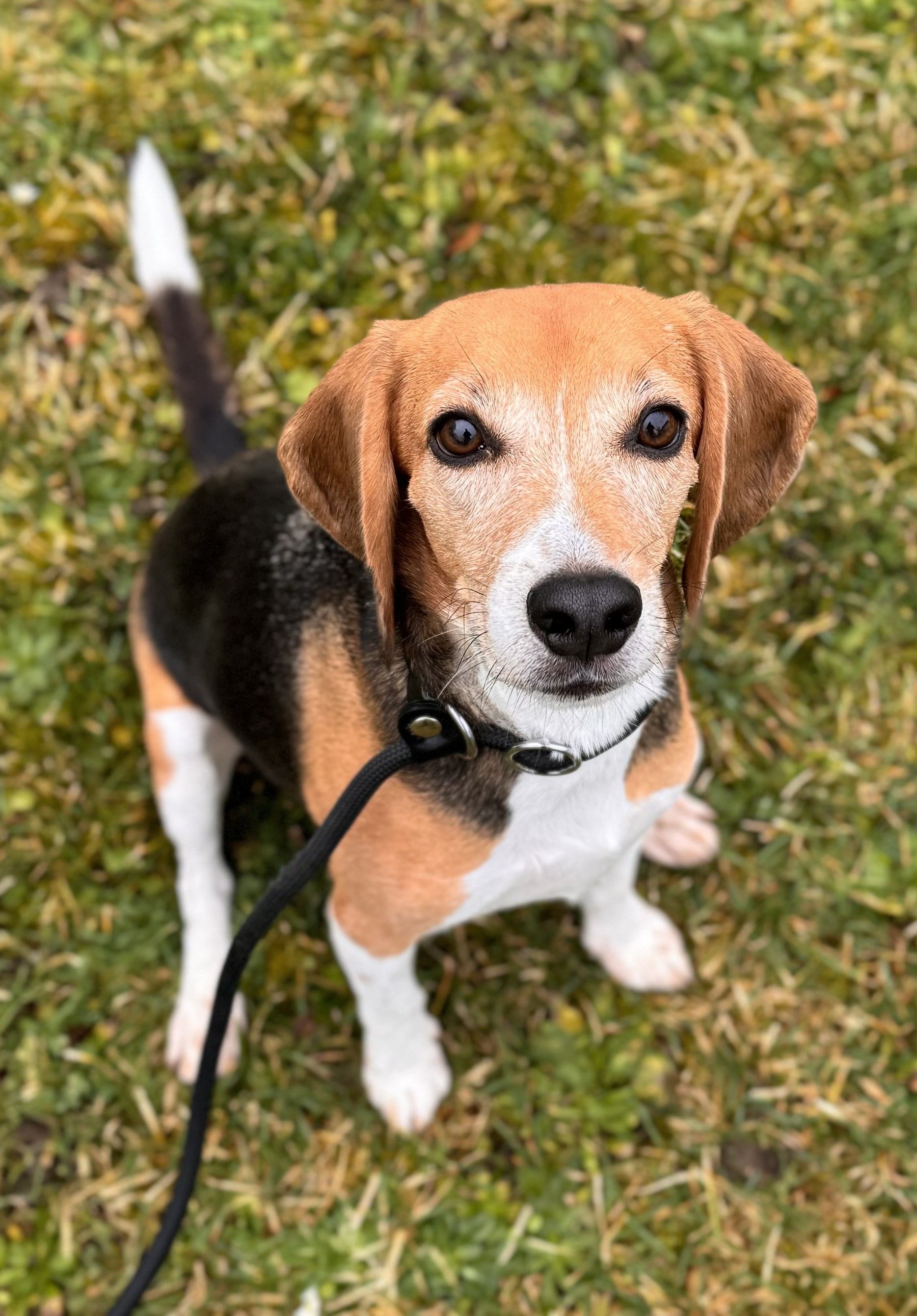 Peanut Buttercup, Rüde, 6 Jahre