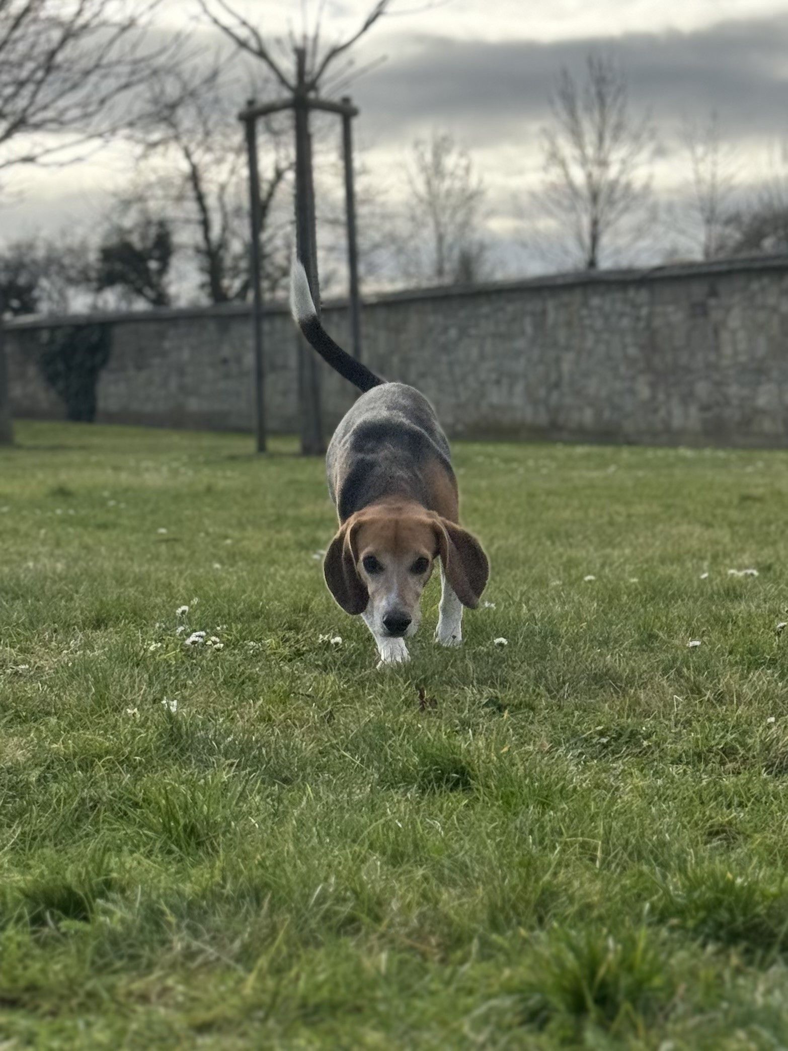 Peanut Buttercup, Rüde, 6 Jahre