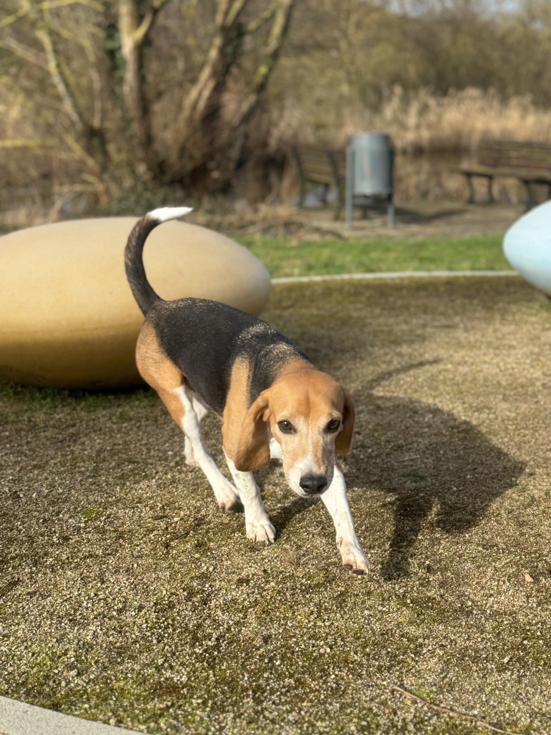 Peanut Buttercup, Rüde, 6 Jahre