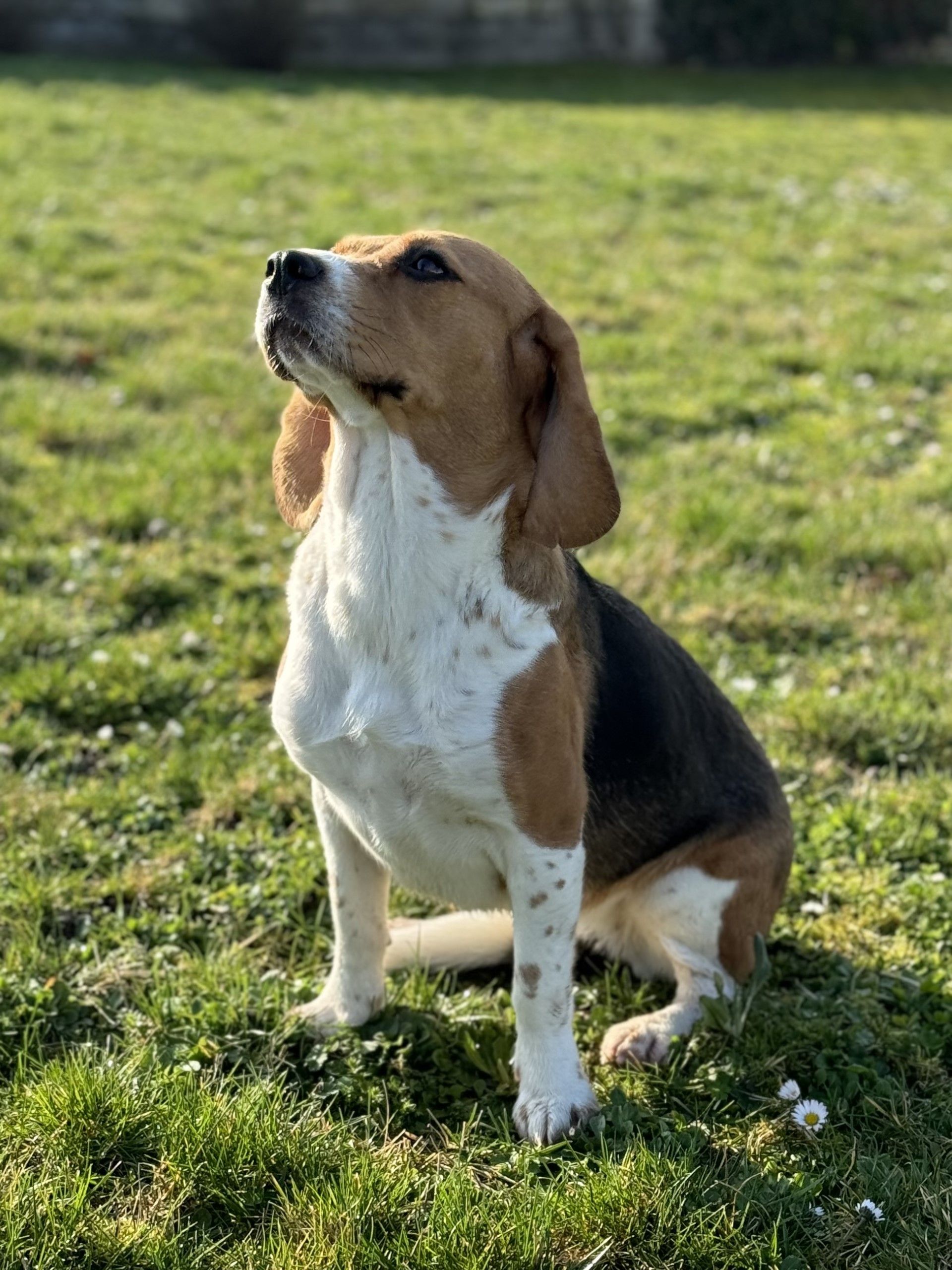 Toffy, Hündin, 4 Jahre