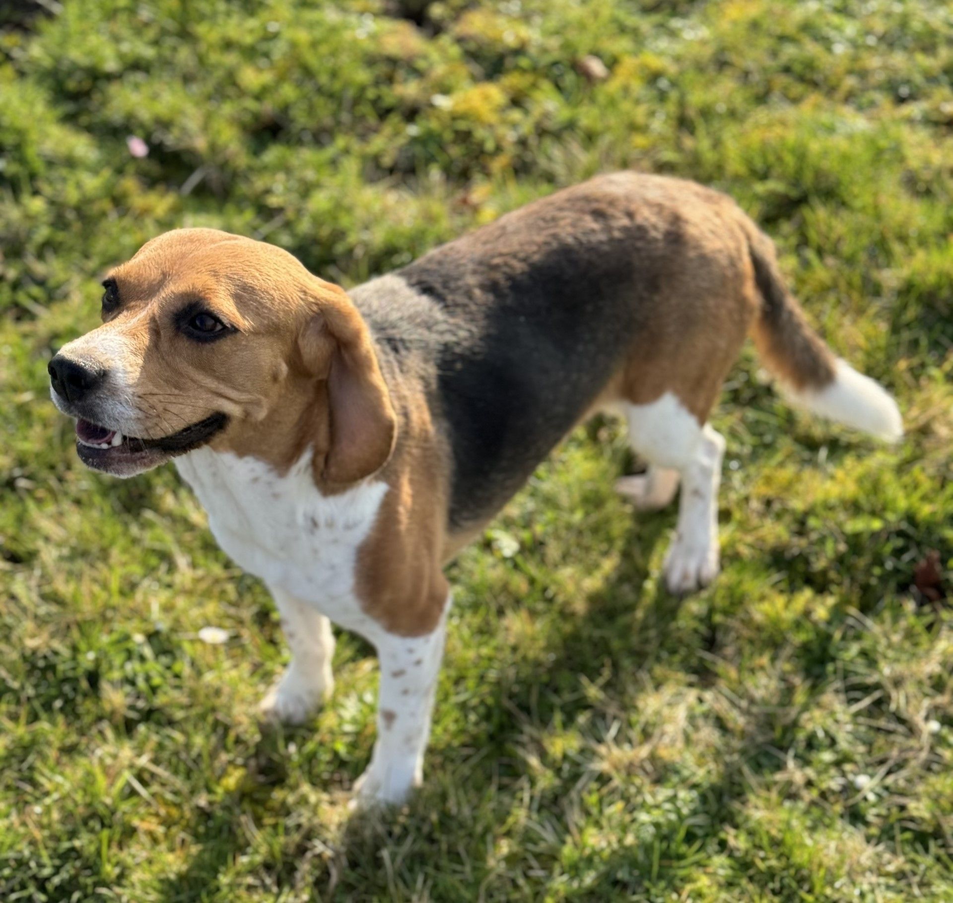 Toffy, Hündin, 4 Jahre