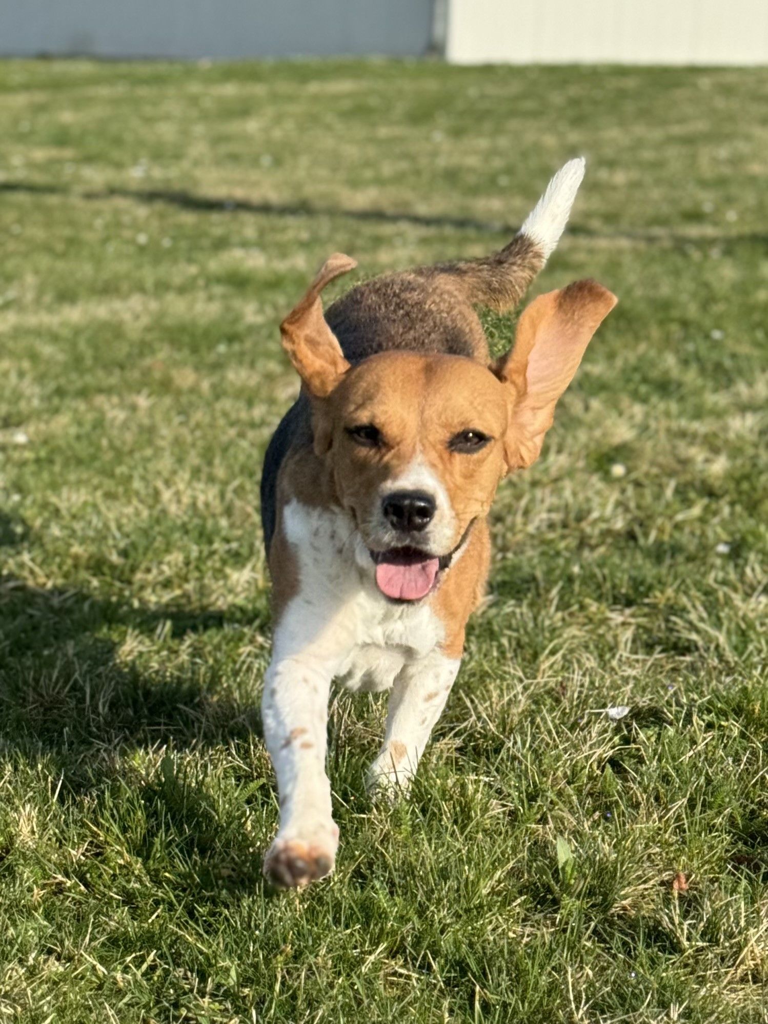 Toffy, Hündin, 4 Jahre