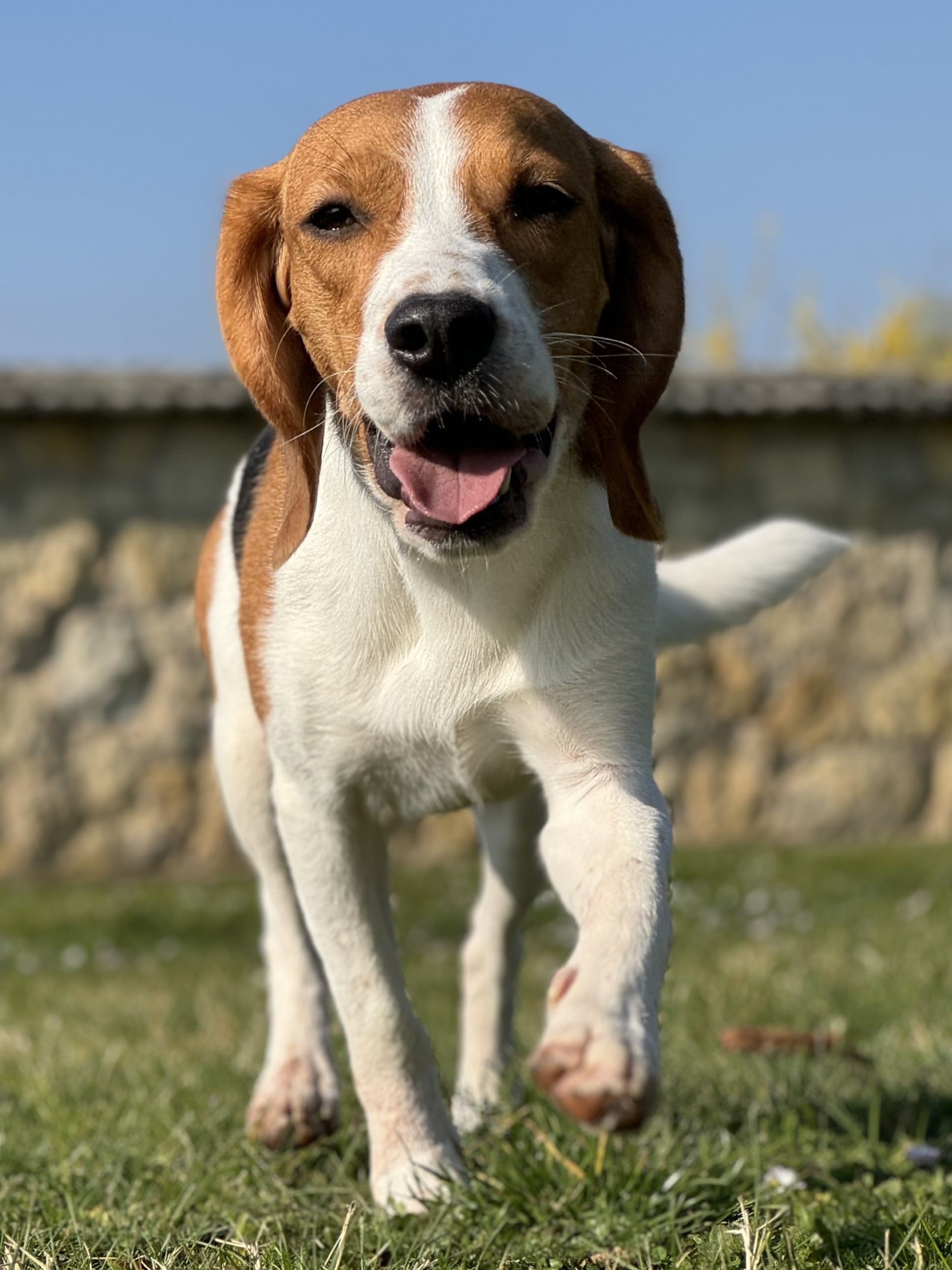 Coco ehem. Crumble, Hündin, 3 Jahre