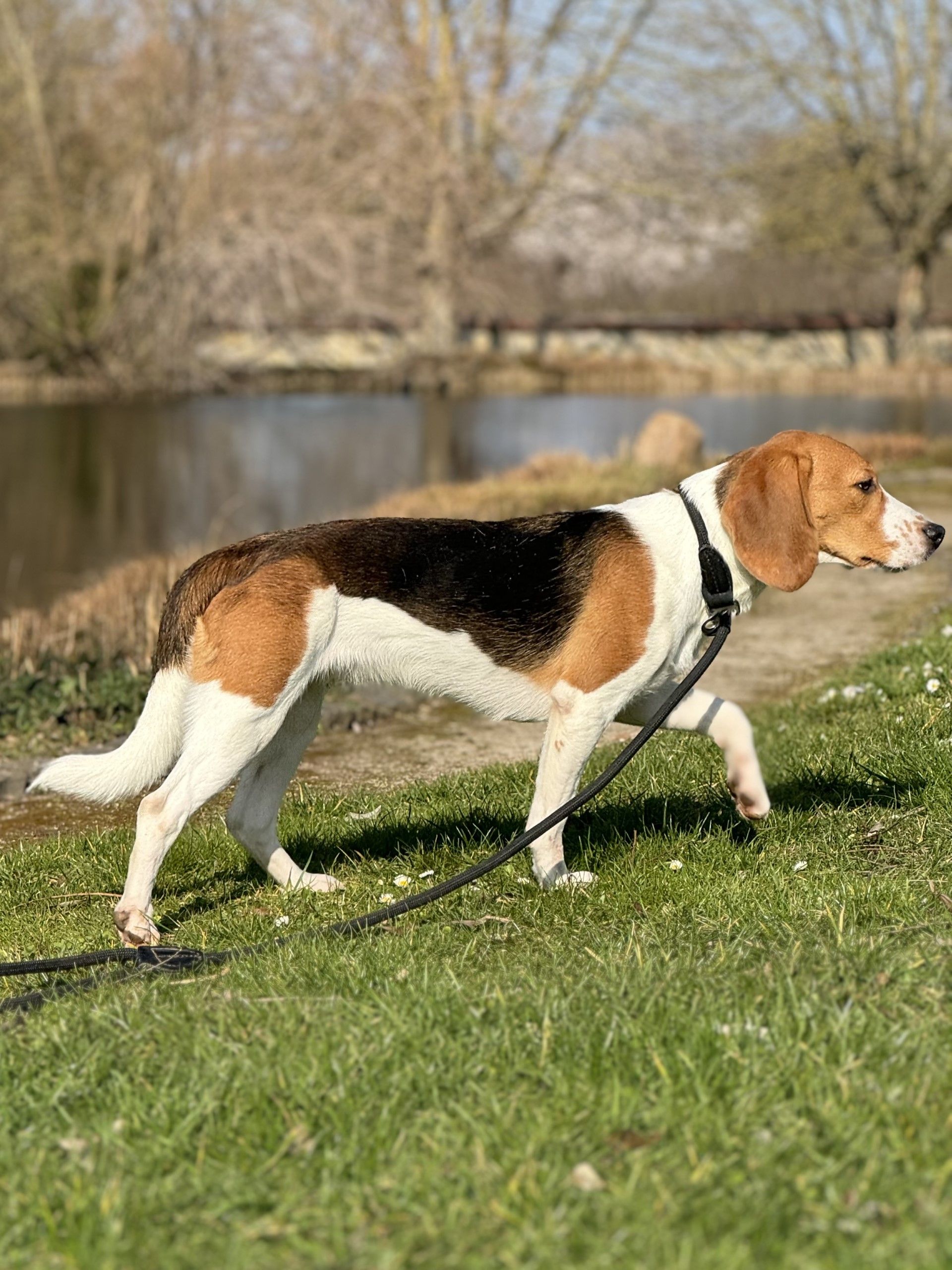 Coco ehem. Crumble, Hündin, 3 Jahre