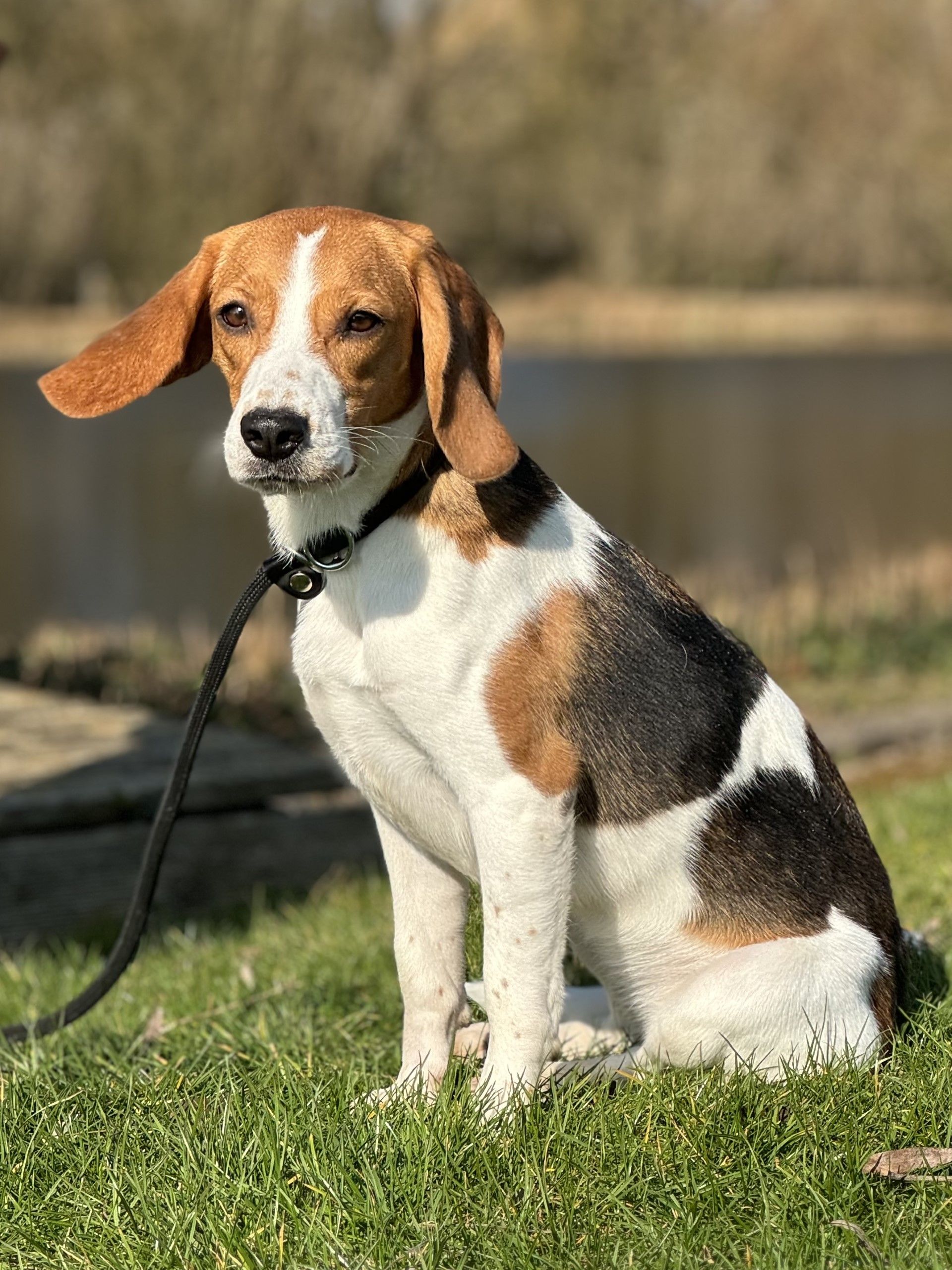 Coco ehem. Crumble, Hündin, 3 Jahre