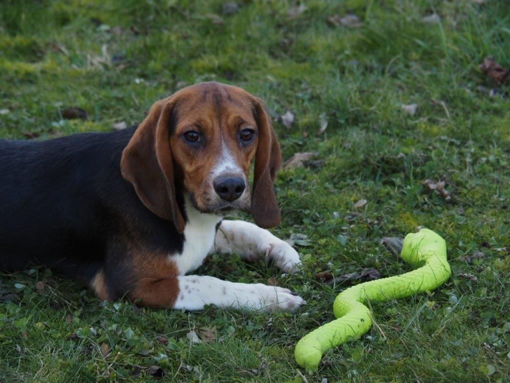 Gwen , Hündin, 1 Jahr