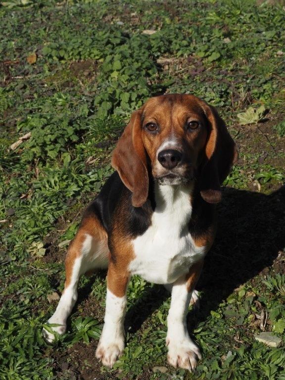 Gwen , Hündin, 1 Jahr