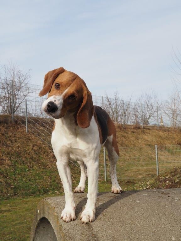 Findus, Rüde, 2 Jahre