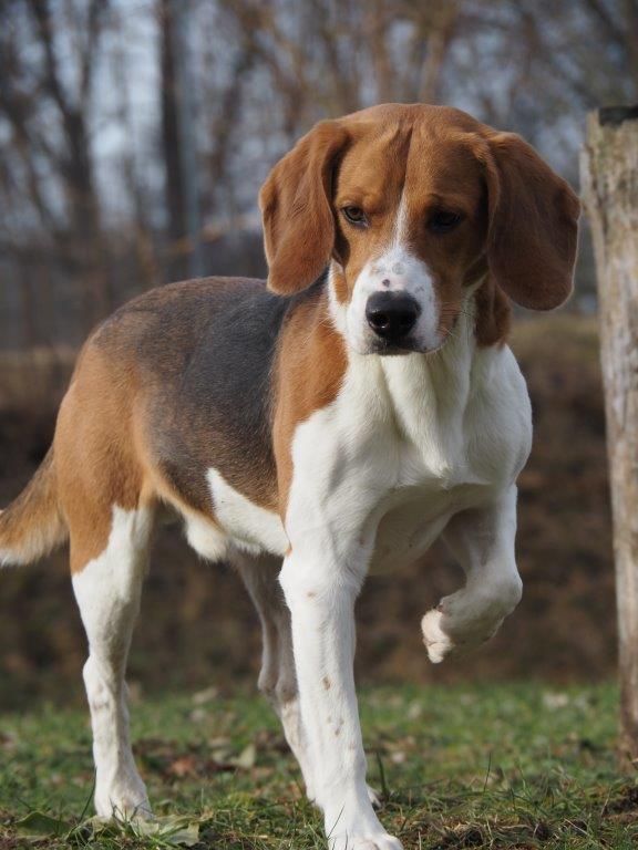 Findus, Rüde, 2 Jahre