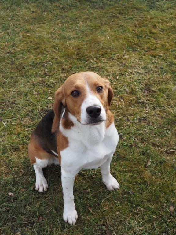 Findus, Rüde, 2 Jahre