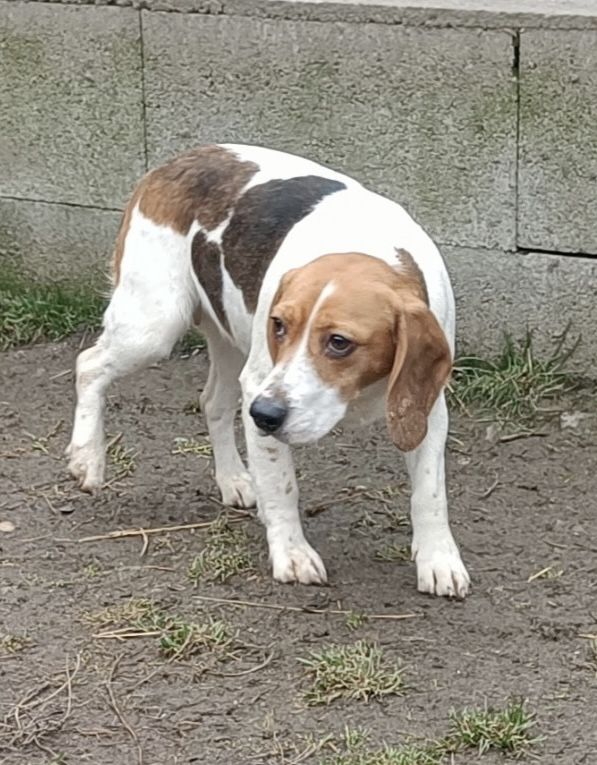 Bonnie ehem. Anja (SK), Hündin, 3 Jahre