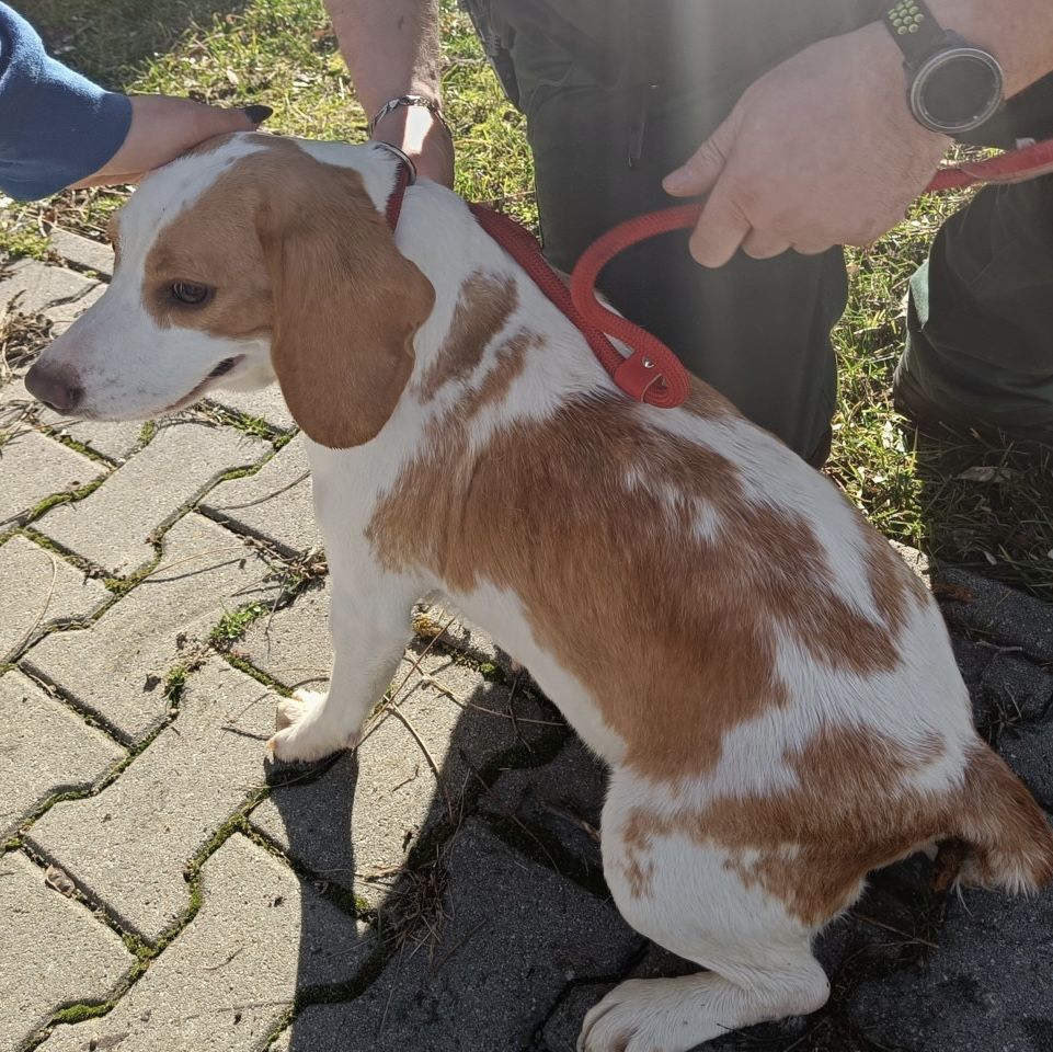 Bella ehem. Camelia (SK), Hündin, 3 Jahre