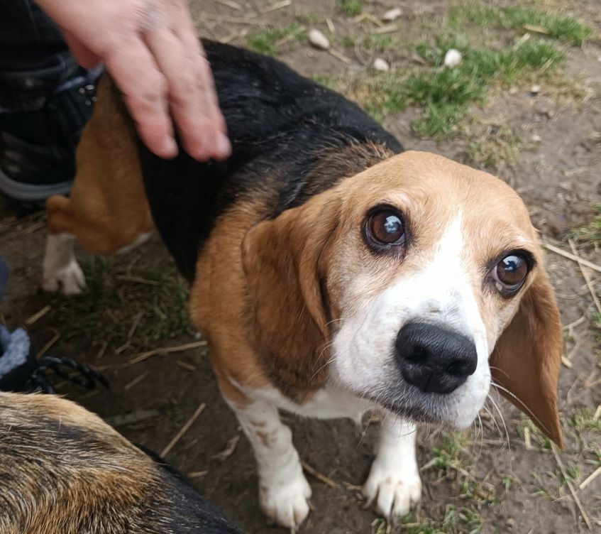 Laura ehem. Leona (SK), Hündin, 9 Jahre