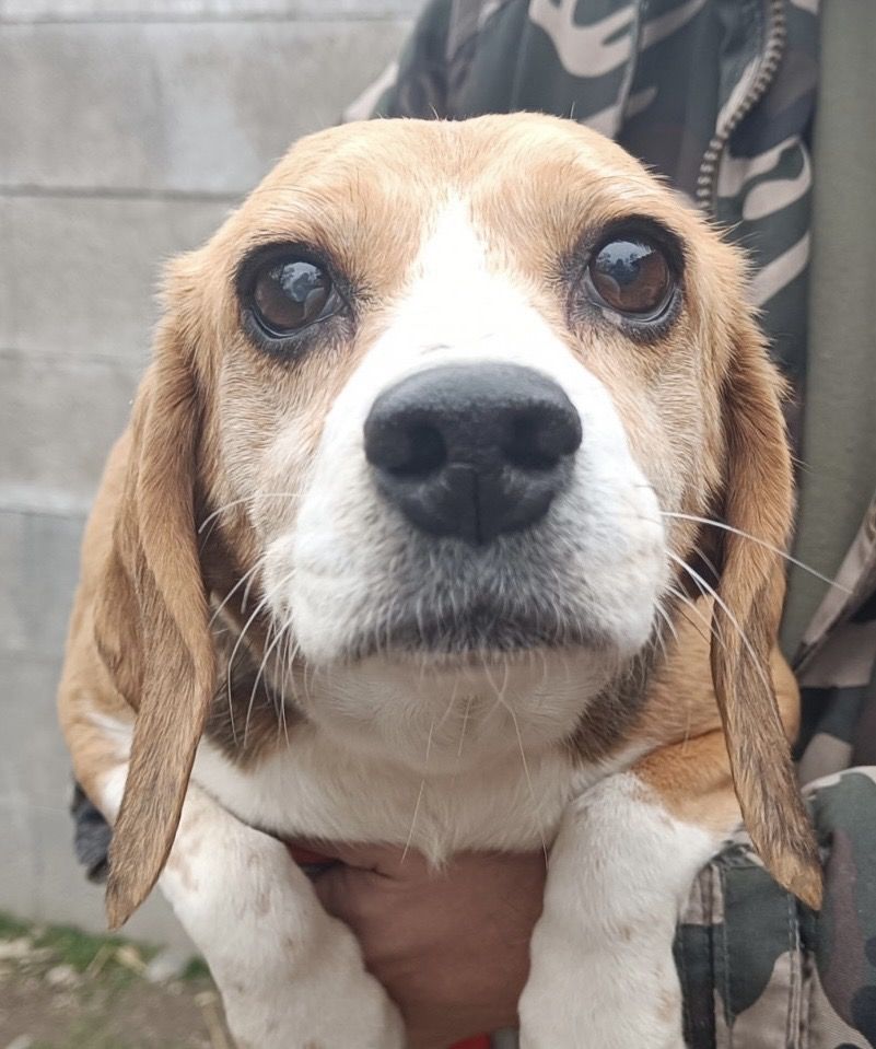 Laura ehem. Leona (SK), Hündin, 9 Jahre