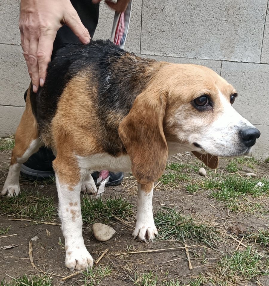 Laura ehem. Leona (SK), Hündin, 9 Jahre