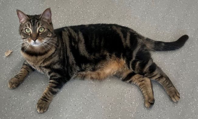 Rambo, Kater, 2 Jahre