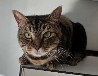 Rambo, Kater, 2 Jahre