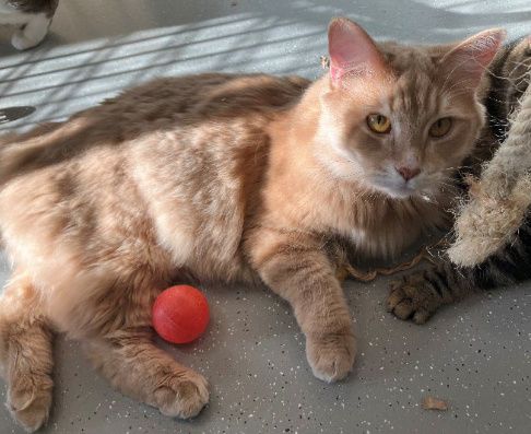 Leo , Kater, 2 Jahre