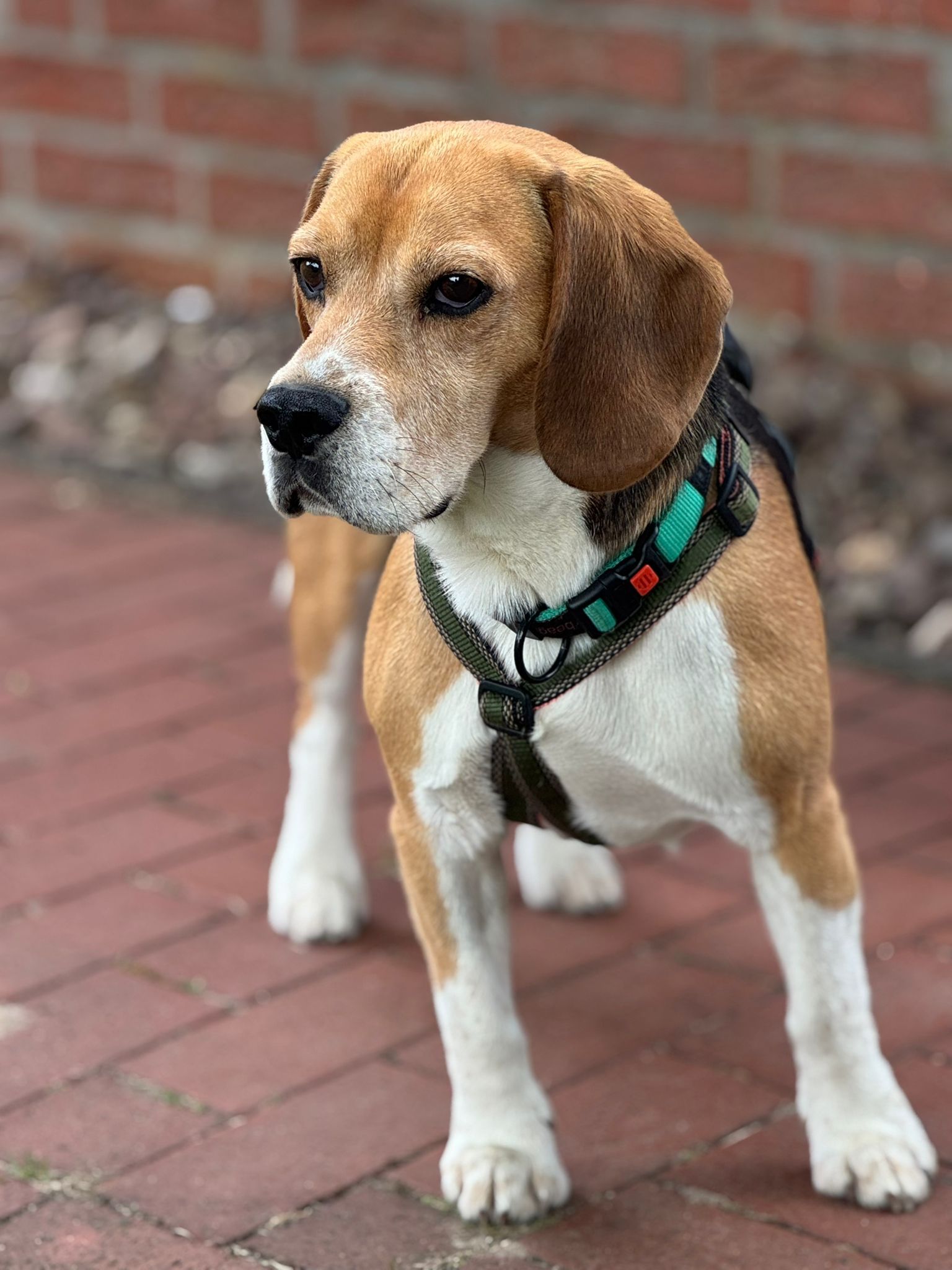 Charlie (SK), Rüde, 6 Jahre