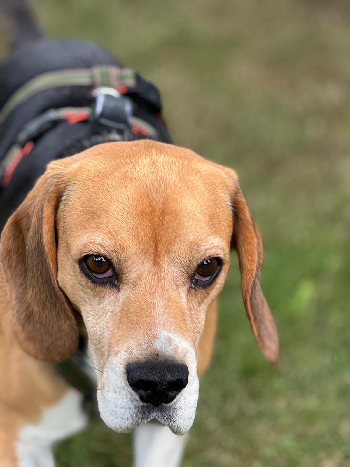 Charlie (SK), Rüde, 6 Jahre