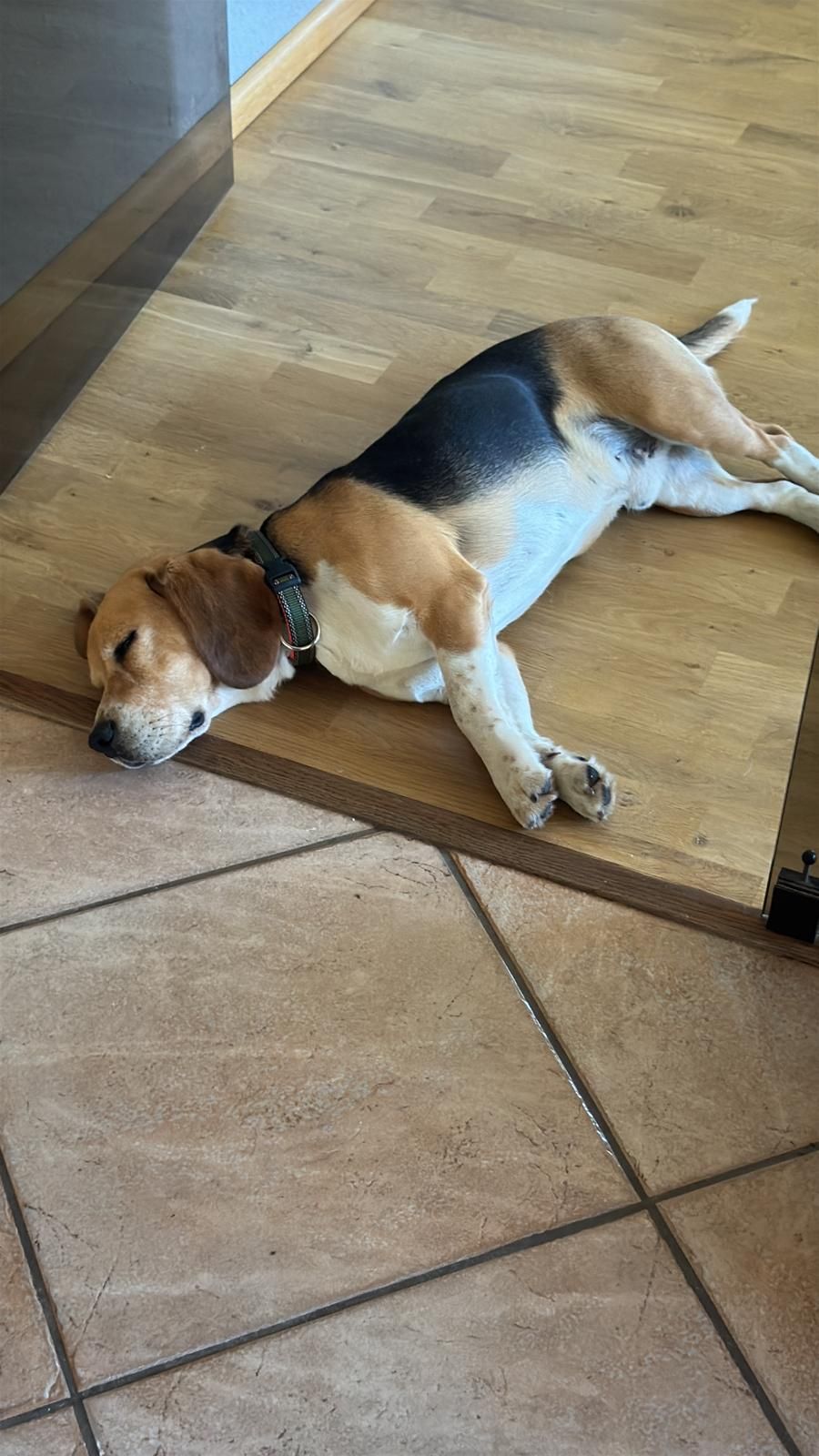 Charlie (SK), Rüde, 6 Jahre