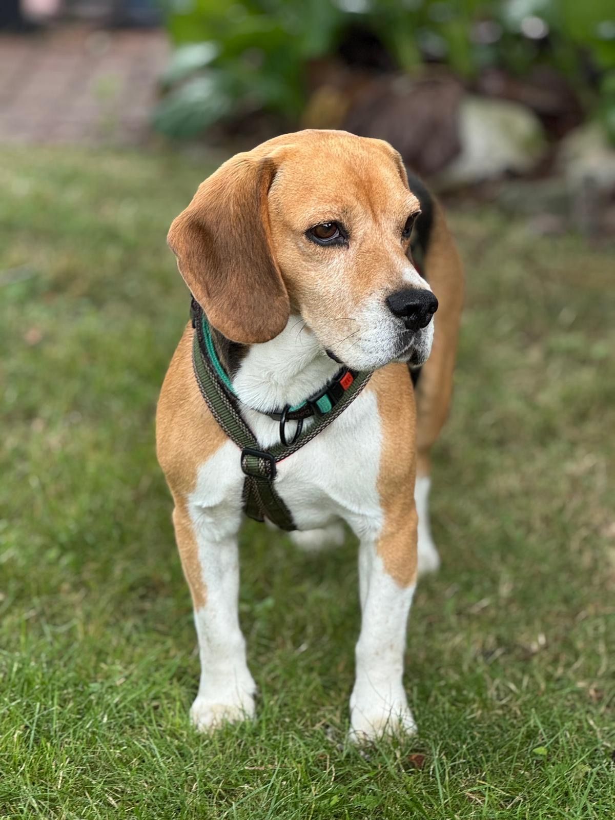 Charlie (SK), Rüde, 6 Jahre