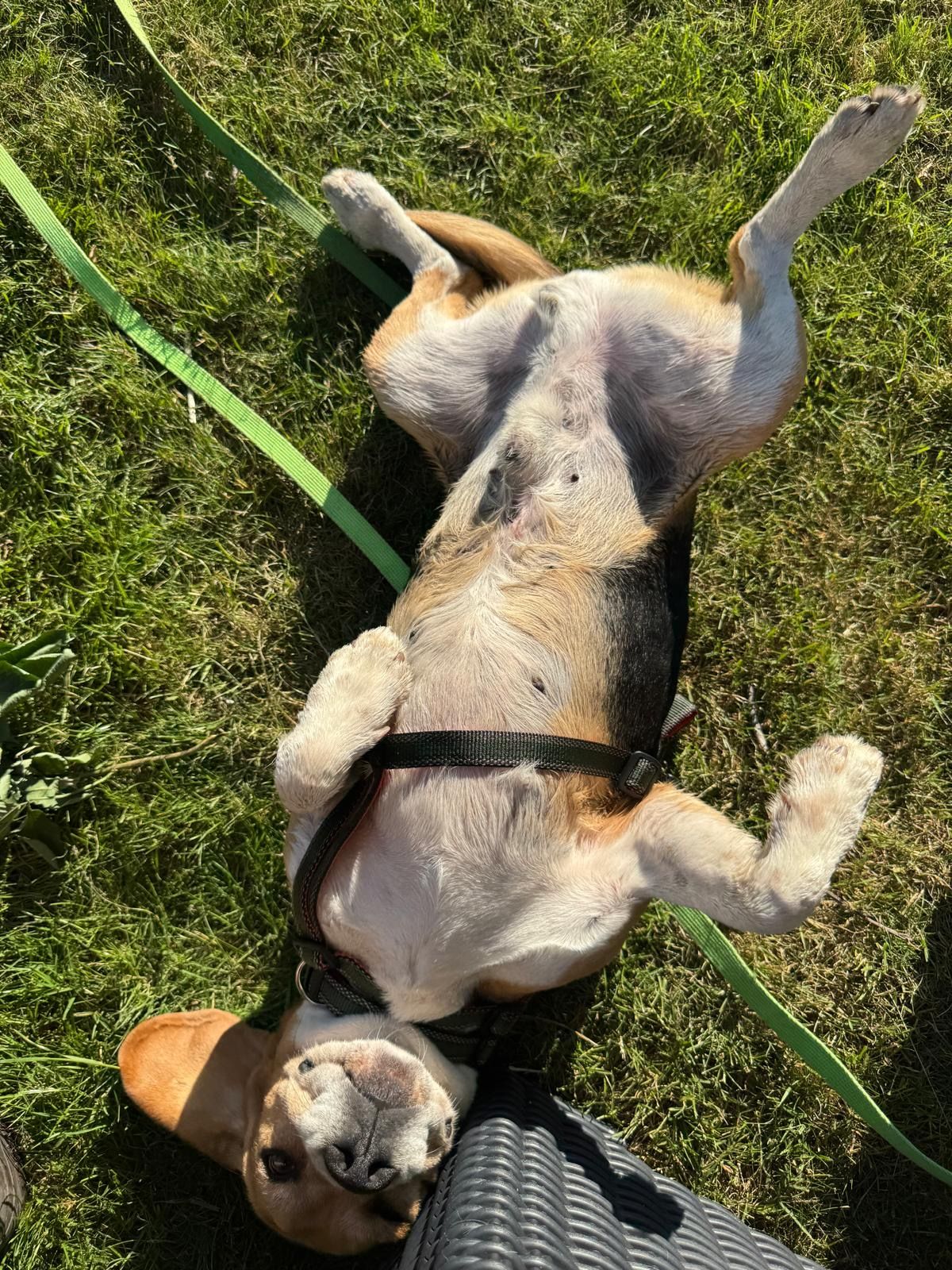 Charlie (SK), Rüde, 6 Jahre