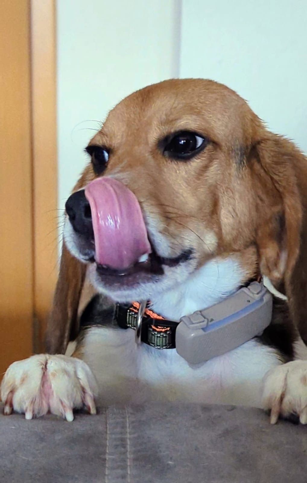 Bibo, Rüde, 2 Jahre