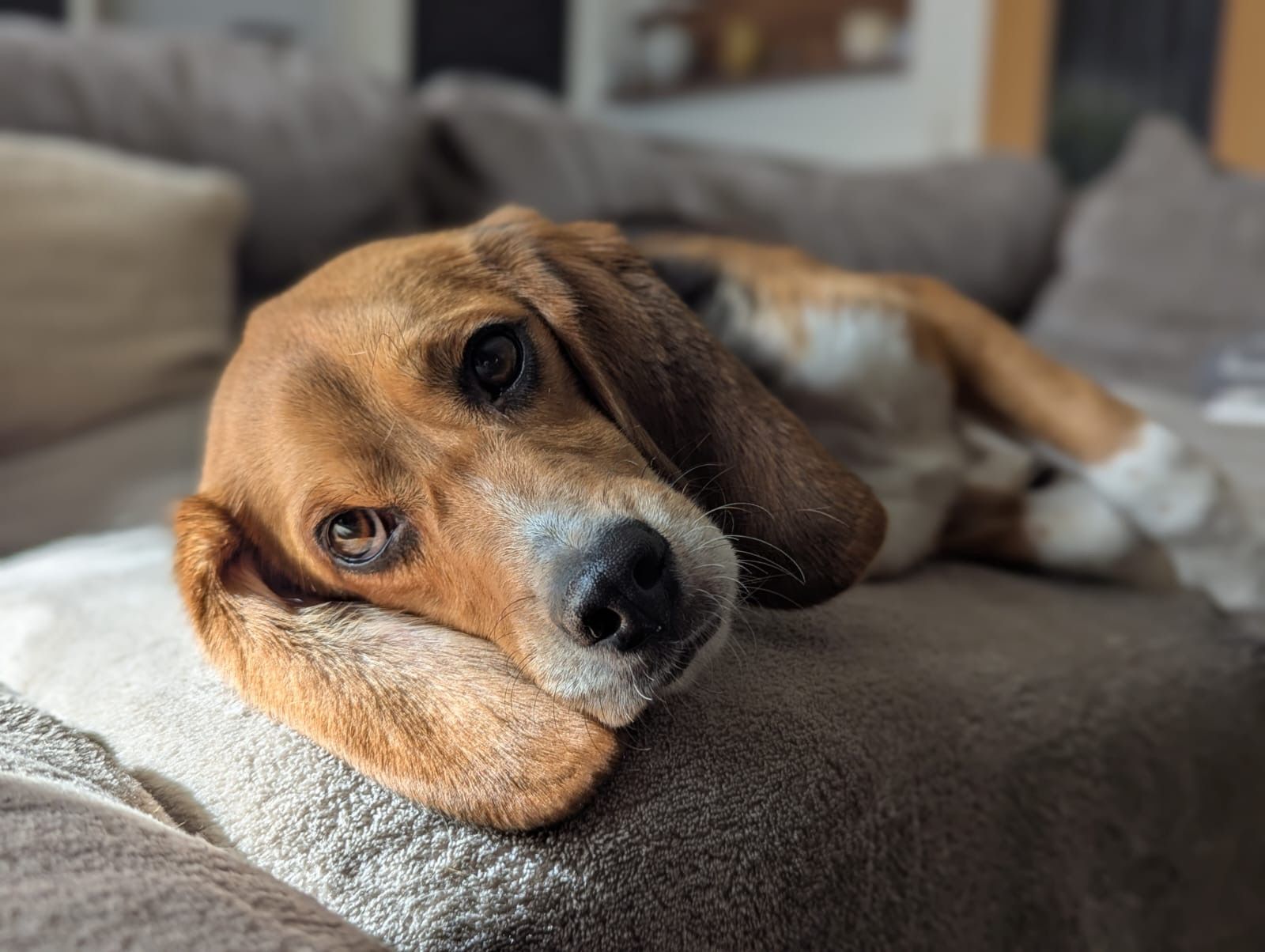 Bibo, Rüde, 2 Jahre