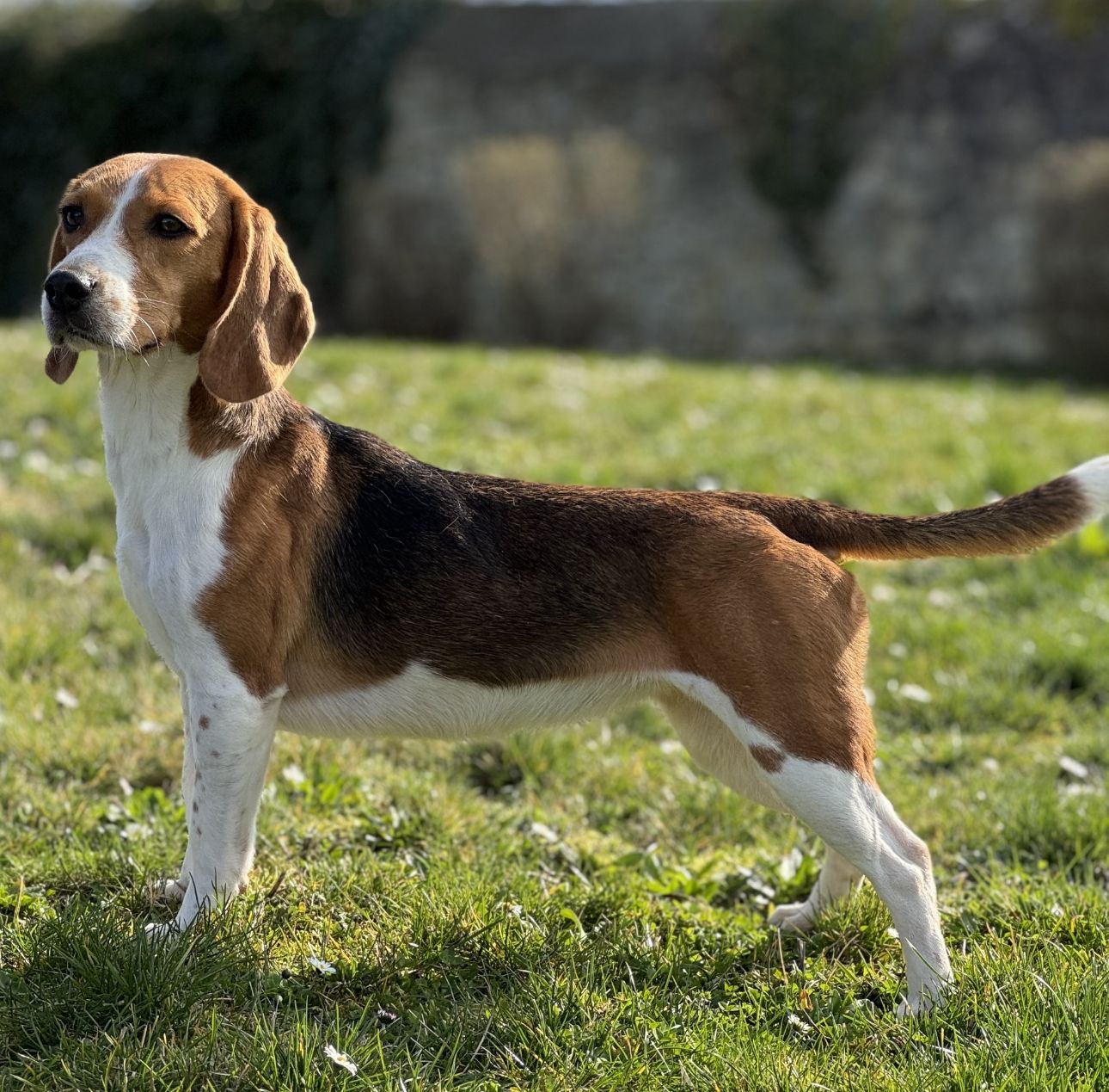 Sora ehem. Zora , Hündin, 4 Jahre