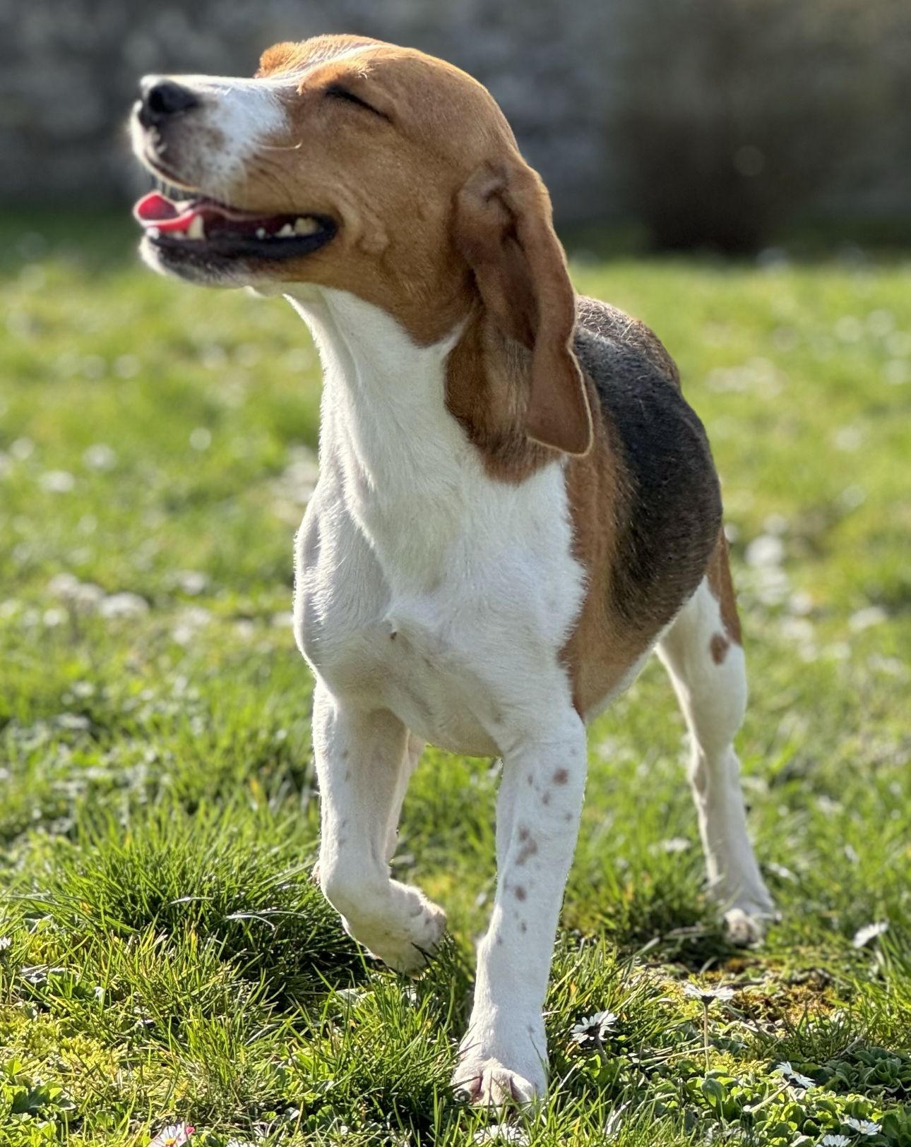 Sora ehem. Zora , Hündin, 4 Jahre